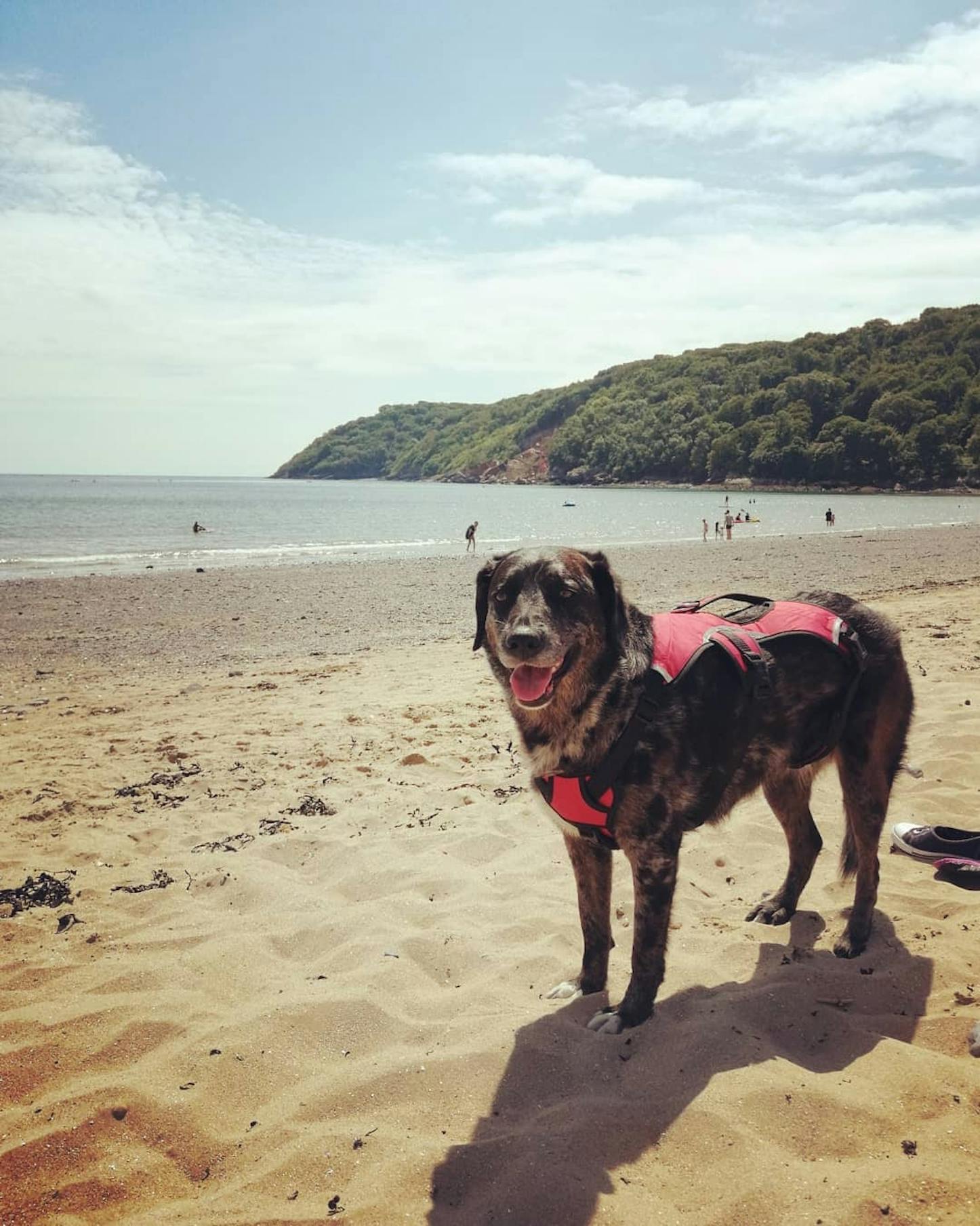 UK’s dog-friendly beaches mapped