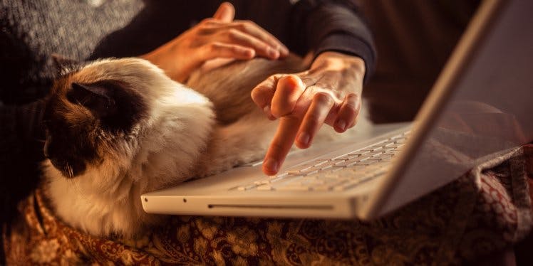 burmese-cat-woman-laptop
